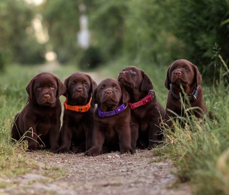 chocolate-labrador-puppies-in-the-summer-in-nature-2022-11-12-08-02-52-utc