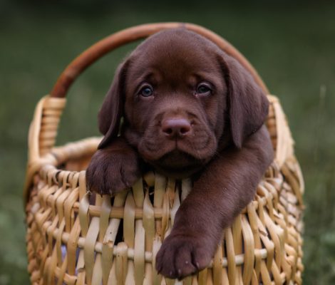 cute-puppy-of-chocolate-labrador-retriever-sitting-2022-11-12-08-49-13-utc